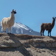White and black llamas with Volcano Juriques